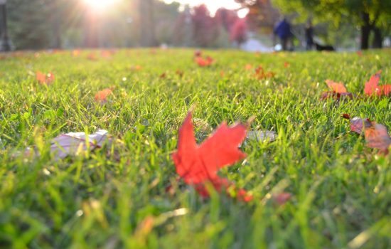 Gazon en rouleau ou semis : quelle solution choisir pour votre jardin en Île-de-France ?